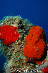 Tiny Red Frogfish off the coast of Curacao. by Bryan Eslava 